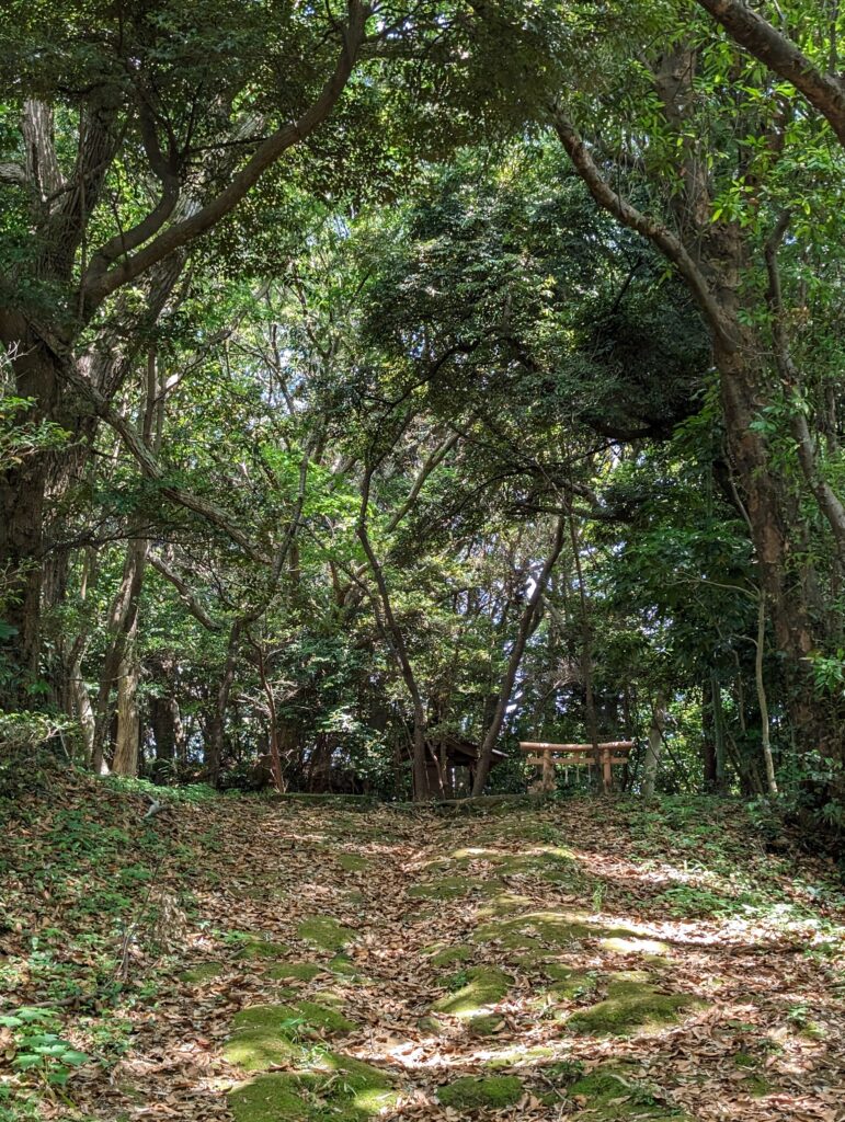 森の奥に鳥居が見えてきたところ